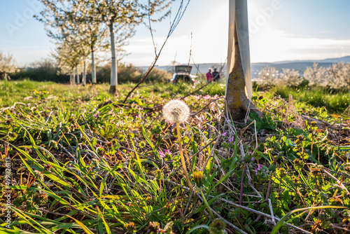 dandalion in the meadow photo