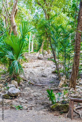 Tropical plants walking path natural jungle forest Puerto Aventuras Mexico.