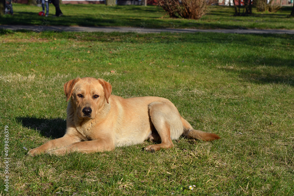 dog basking in the sun in the garden dog basking in the sun in the garden