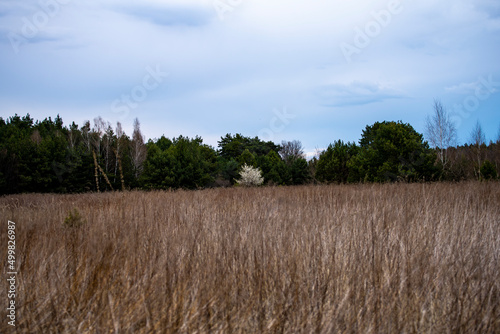 Fototapeta Naklejka Na Ścianę i Meble -  Białe kwitnące drzewo na tle lasu, wczesna wiosna, jesienne zarosla 