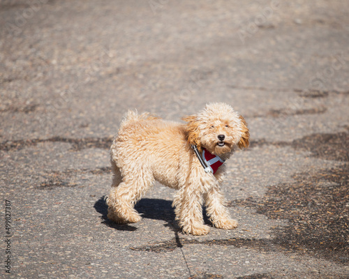 Toy poodle puppy walking on a leash - cute home fluffy pet
