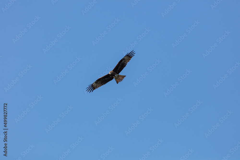 a mountain hawk on a blue sky background. a beautiful bird of prey in flight looks out for prey on the ground