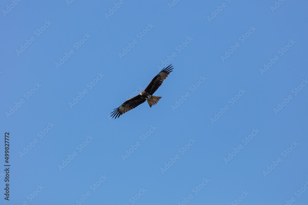 a mountain hawk on a blue sky background. a beautiful bird of prey in flight looks out for prey on the ground a mountain hawk on a blue sky background. a beautiful bird of prey in flight looks out for prey on the ground