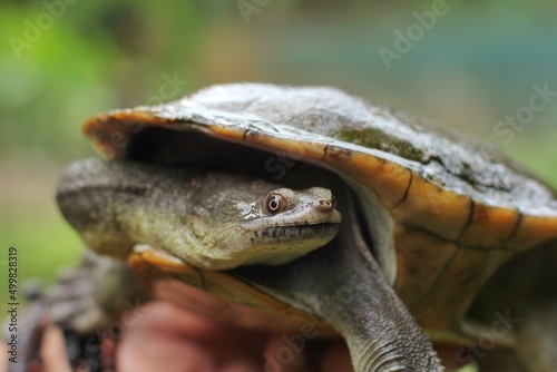 Snake-necked turtle is a critically endangered turtle species from Rote Island in Indonesia.
