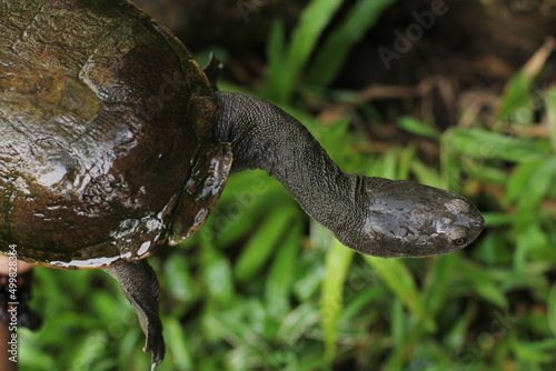 Snake-necked turtle is a critically endangered turtle species from Rote Island in Indonesia.
