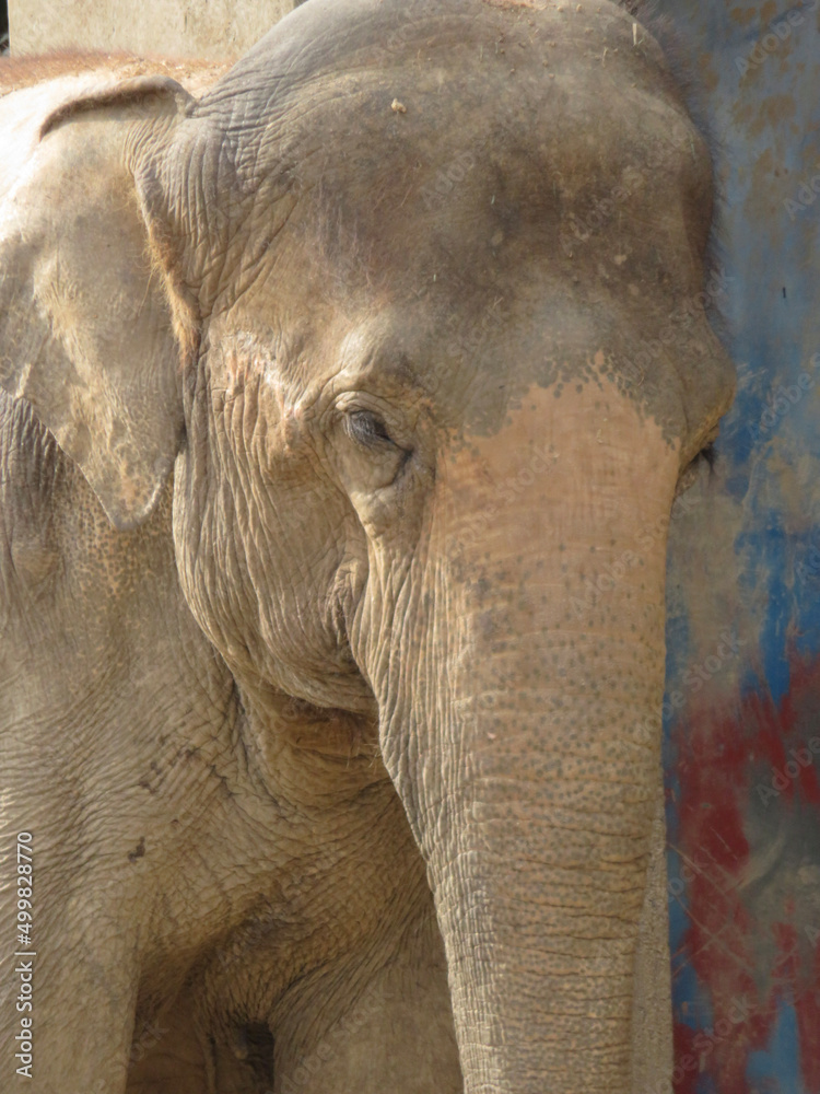 Fototapeta premium elephant in zoo