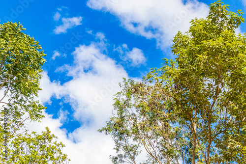 Tropical plants at natural jungle forest Puerto Aventuras Mexico.