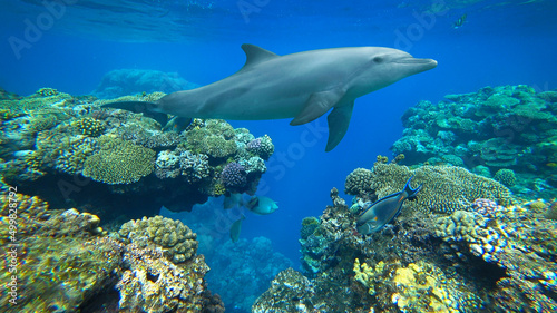 Print op canvas bottlenose dolphin and coral reef