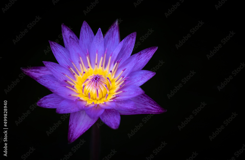 Close up of a beautiful violet lotus flower and yellow pollen is blooming on dark background. Water lily.