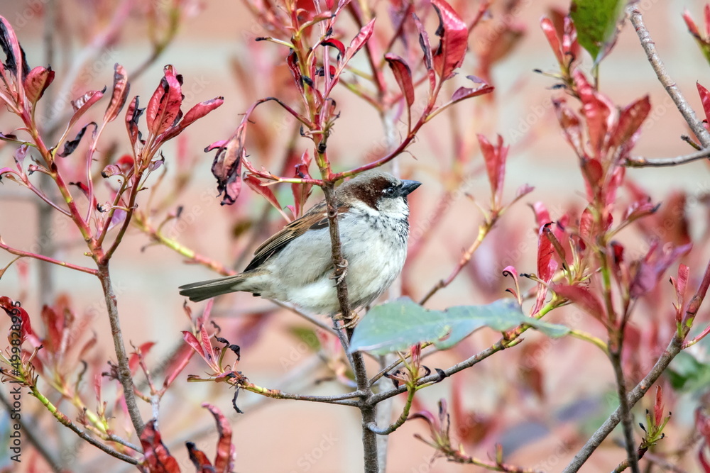 Spatz Spatz