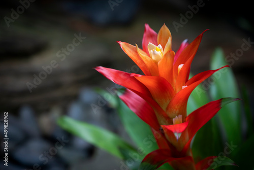 Close-up of orange Bromeliads flower is blooming in the tropical garden with copy space for text background.  Bromeliaceae 