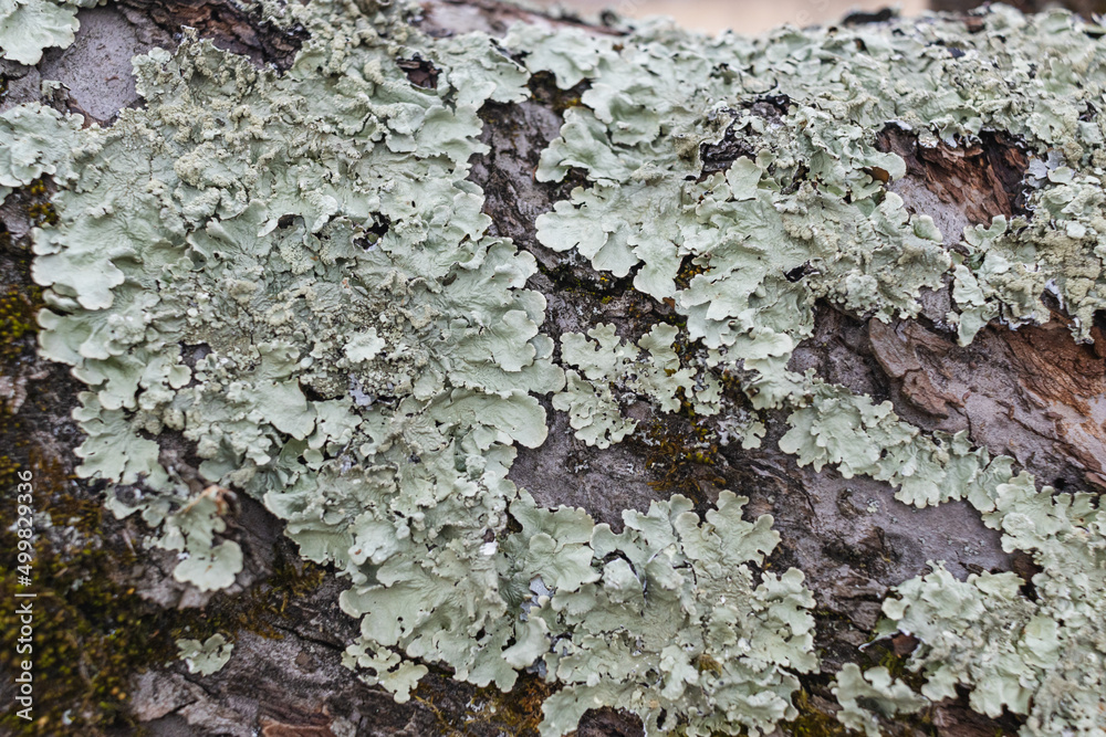 Hypogymnia physodes. Monk's-hood lichen. Lichen on tree branch in forest closeup selective focus Hypogymnia physodes. Monk's-hood lichen. Lichen on tree branch in forest closeup selective focus