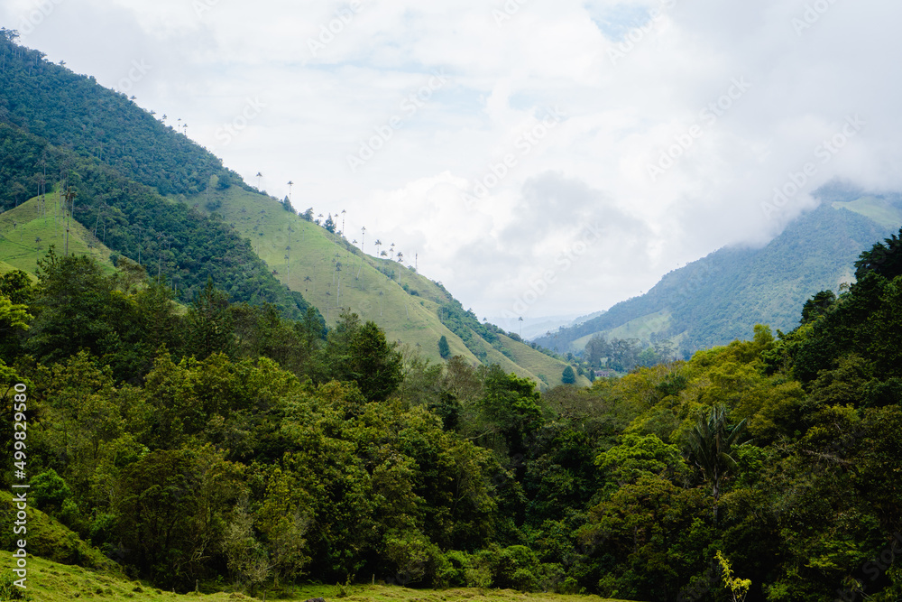 mountains in colombia, in the forest, natural scenery in salento cocora