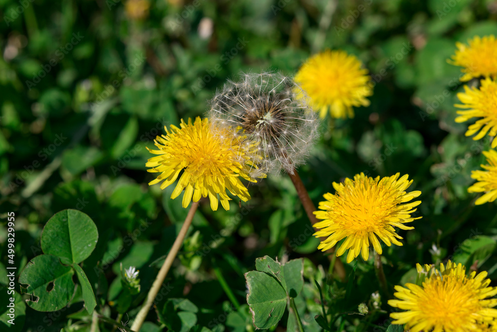 Beautiful yellow dandelions in nature. Spring Beautiful yellow dandelions in nature. Spring