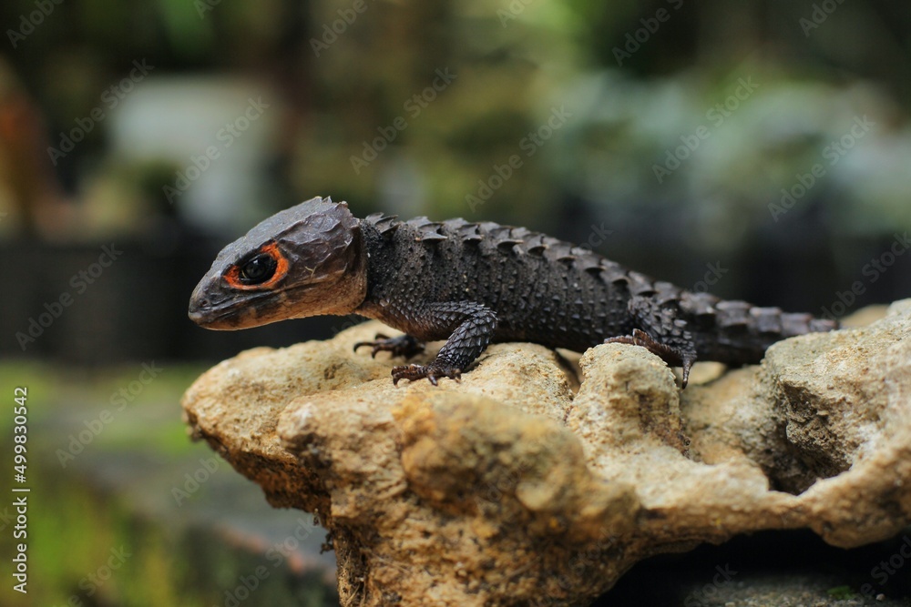 Obraz premium Red-eyed crocodile skink, is a species of skink that is sometimes kept as an exotic pet. The species is endemic to New Guinea, where it lives in a tropical rainforest habitat.