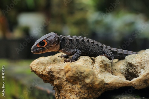 Red-eyed crocodile skink  is a species of skink that is sometimes kept as an exotic pet. The species is endemic to New Guinea  where it lives in a tropical rainforest habitat.