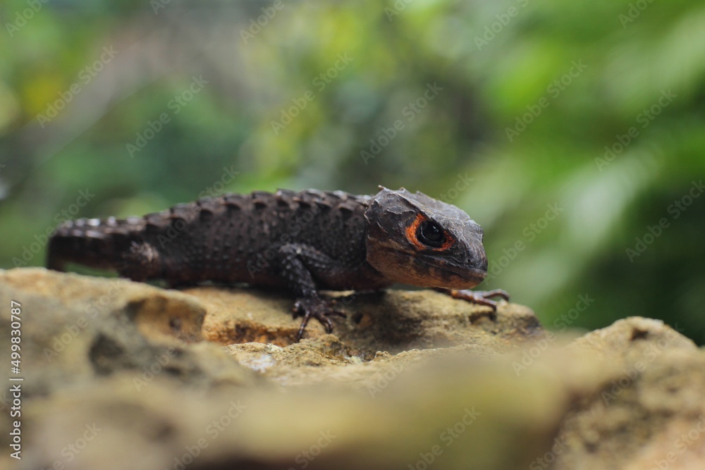 Fototapeta premium Red-eyed crocodile skink, is a species of skink that is sometimes kept as an exotic pet. The species is endemic to New Guinea, where it lives in a tropical rainforest habitat.