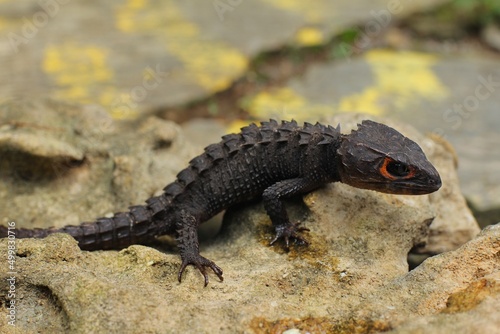 Red-eyed crocodile skink  is a species of skink that is sometimes kept as an exotic pet. The species is endemic to New Guinea  where it lives in a tropical rainforest habitat.