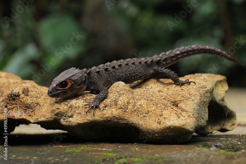 Red-eyed crocodile skink, is a species of skink that is sometimes kept as an exotic pet. The species is endemic to New Guinea, where it lives in a tropical rainforest habitat.