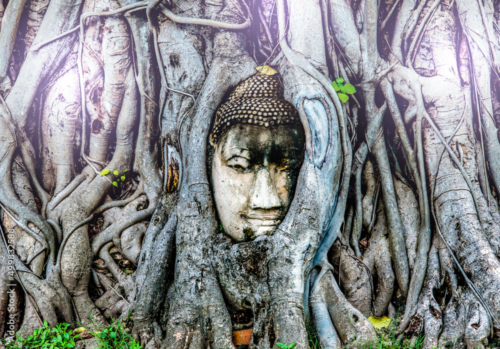 The Buddha head in the old Ayutthaya World Heritage tree in Thailand