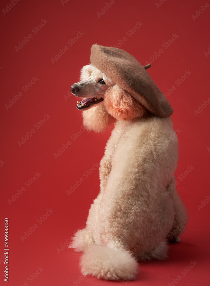 classic artistic portrait of a dog. White small Poodle in a beret on a red background classic artistic portrait of a dog. White small Poodle in a beret on a red background
