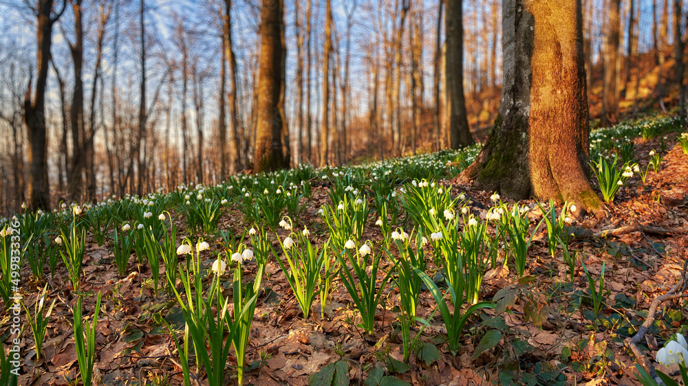 Leucojum vernum, called the spring snowflake, blooms in the Carpathian forest in spring. Delicate white flowers meet the dawn in the early morning Leucojum vernum, called the spring snowflake, blooms in the Carpathian forest in spring. Delicate white flowers meet the dawn in the early morning