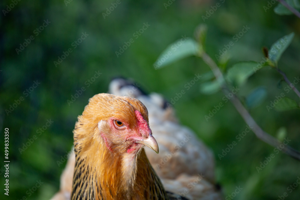 hen in the field