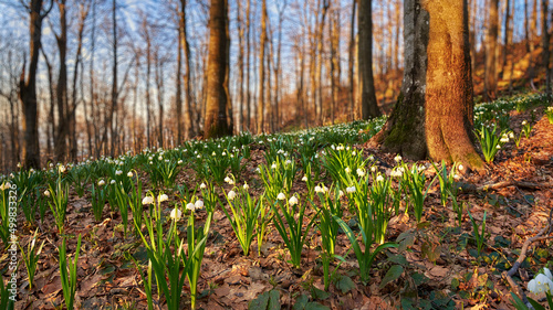 Leucojum vernum  called the spring snowflake  blooms in the Carpathian forest in spring. Delicate white flowers meet the dawn in the early morning