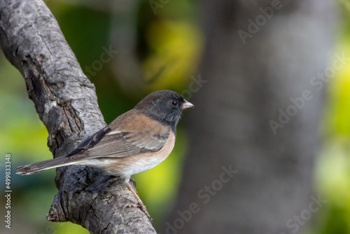 black-capped junco on a branch