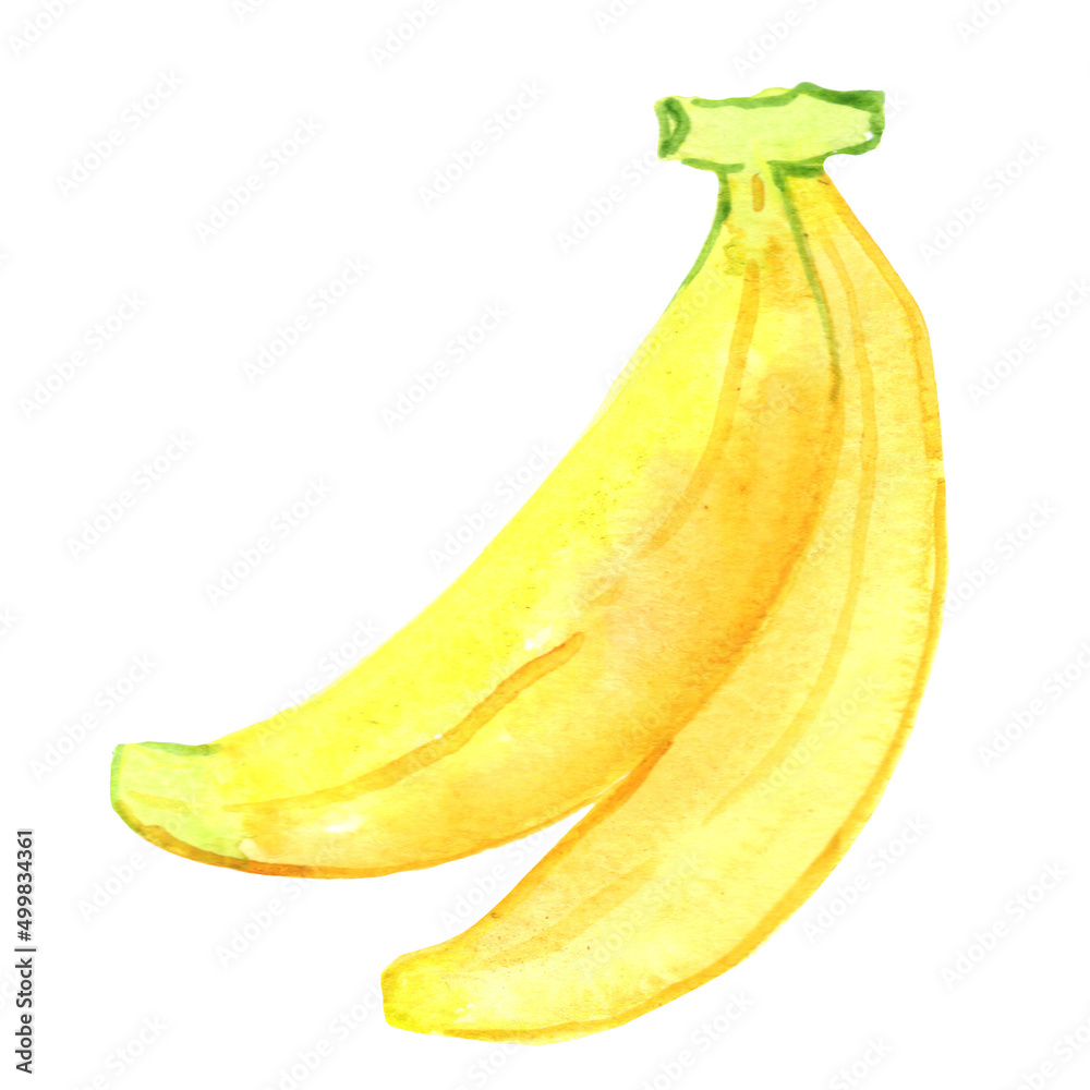 Banana watercolor illustration for decoration on food and agriculture concept.