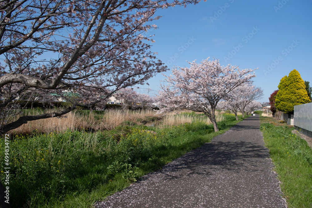 Obraz premium 桜並木
