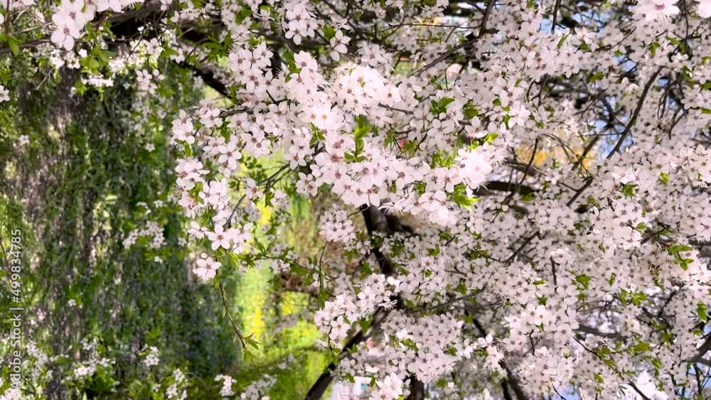 Beautiful blooming cherry tree in spring garden. Flowering cherry orchard. Beautiful blooming cherry tree in spring garden. Flowering cherry orchard.