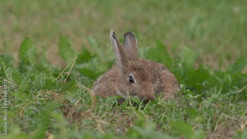 Oryctolagus cuniculus Wild European Rabbit close up Oryctolagus cuniculus Wild European Rabbit close up