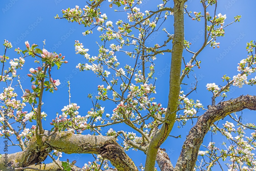 Fototapeta premium Close up of cherry blossoms in spring against blue sky
