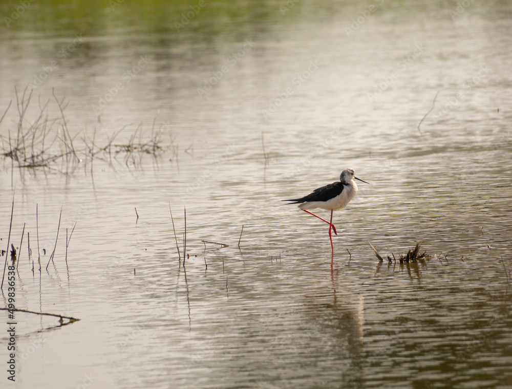 Obraz premium Italy Tuscany Maremma Grosseto, Castiglione della Pescaia, Diaccia Botrona Nature Reserve, Birdwatching Birds of Swamp Himantopus Himantopus Knight of Italy
