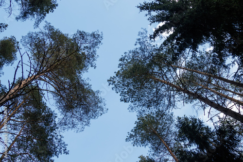Fototapeta Naklejka Na Ścianę i Meble -  Drzewa widzaine od dołu