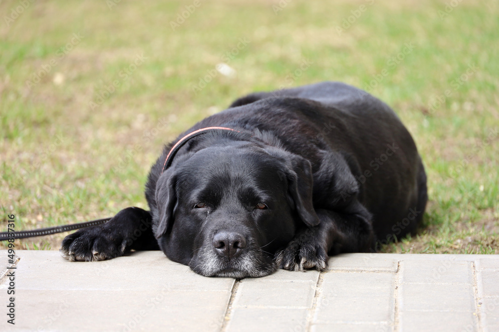 Labrador retriever lying on a lawn. Black dog wearing a collar waiting for the owner on a street
