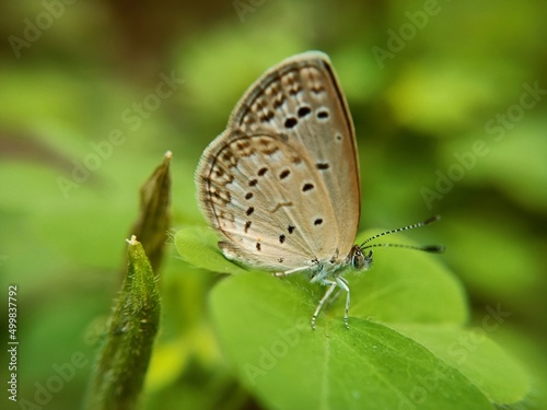 Zizeeria karsandra, dark grass blue, is a small butterfly Zizula hylax or Tiny grass blue Pseudozizeeria maha, pale grass blue, is a small butterfly found in Asia belongs to lycaenids or blues family photo