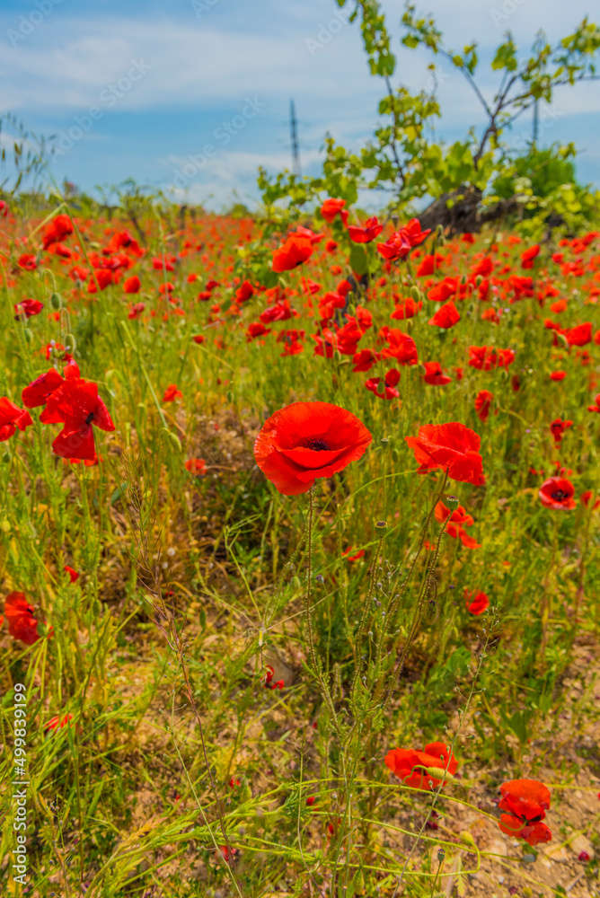 Obraz premium field with red poppies in spring