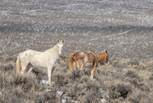 Wild Horses in Winter Near Challis Idaho