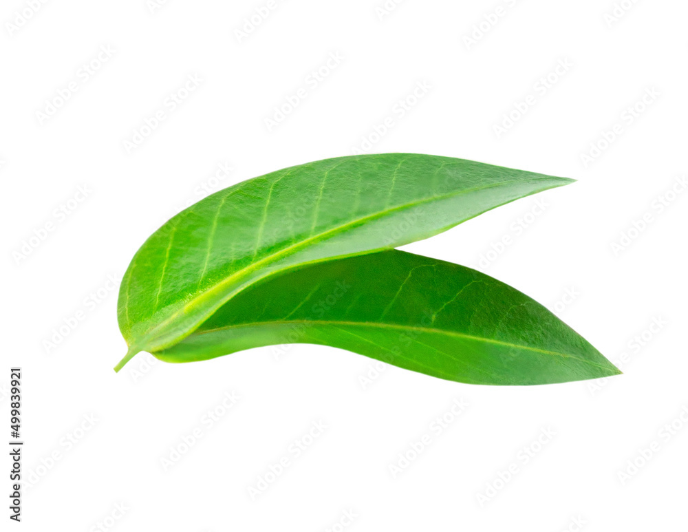 Obraz premium Green citrus leaves isolated on a white background. Fresh oranges leaves Top view. Flat lay