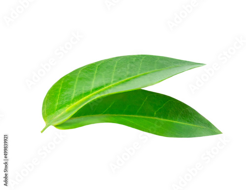 Green citrus leaves isolated on a white background. Fresh oranges leaves Top view. Flat lay