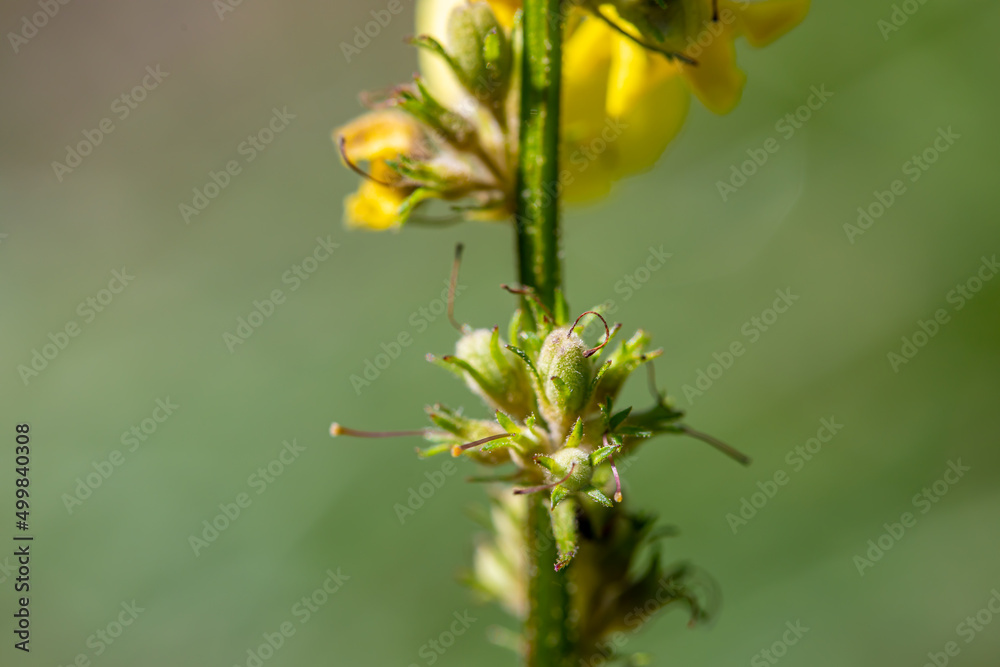 Verbascum nigrum flower in meadow, close up shoot Verbascum nigrum flower in meadow, close up shoot