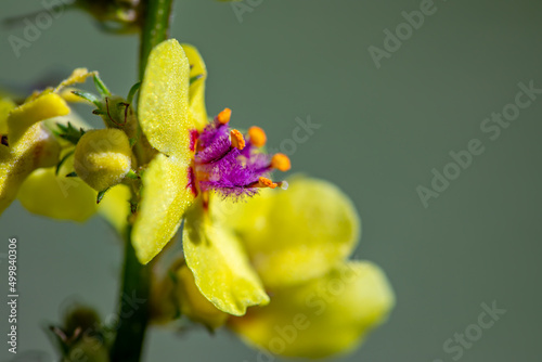 Verbascum nigrum flower growing in meadow, close up 