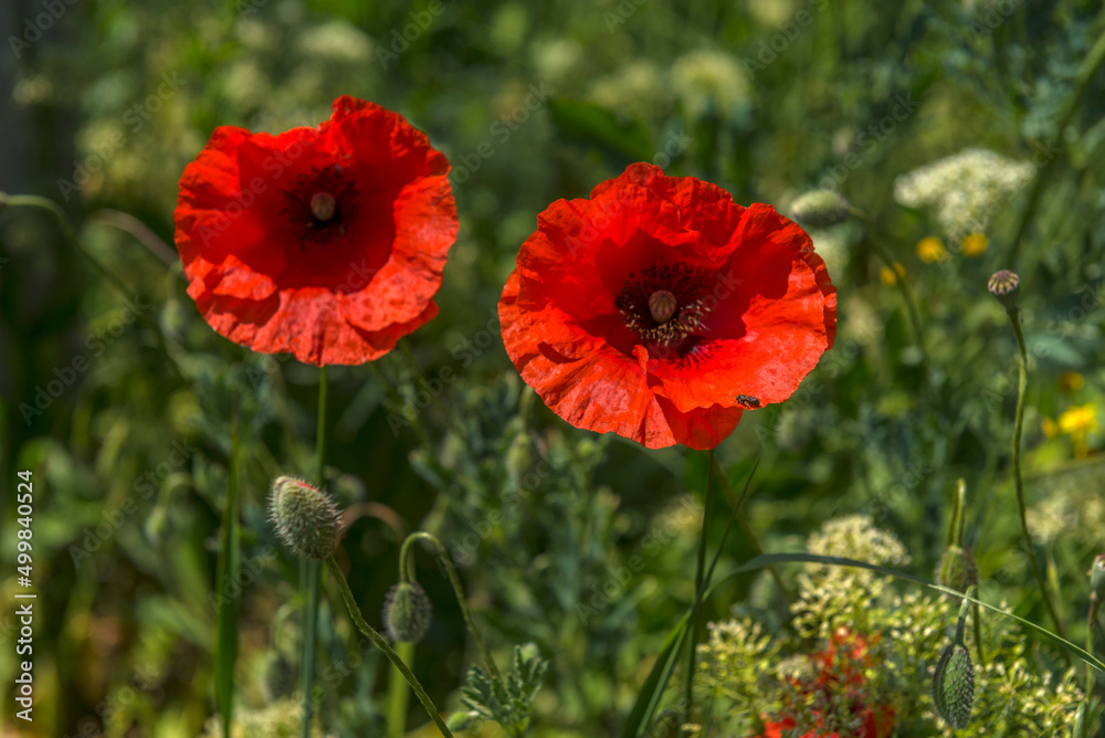 Naklejka premium poppies in spring in may in a green field