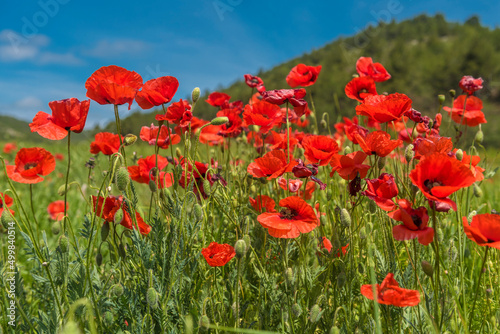 Fototapeta Naklejka Na Ścianę i Meble -  Red poppy flowers in the oil seed rape fields