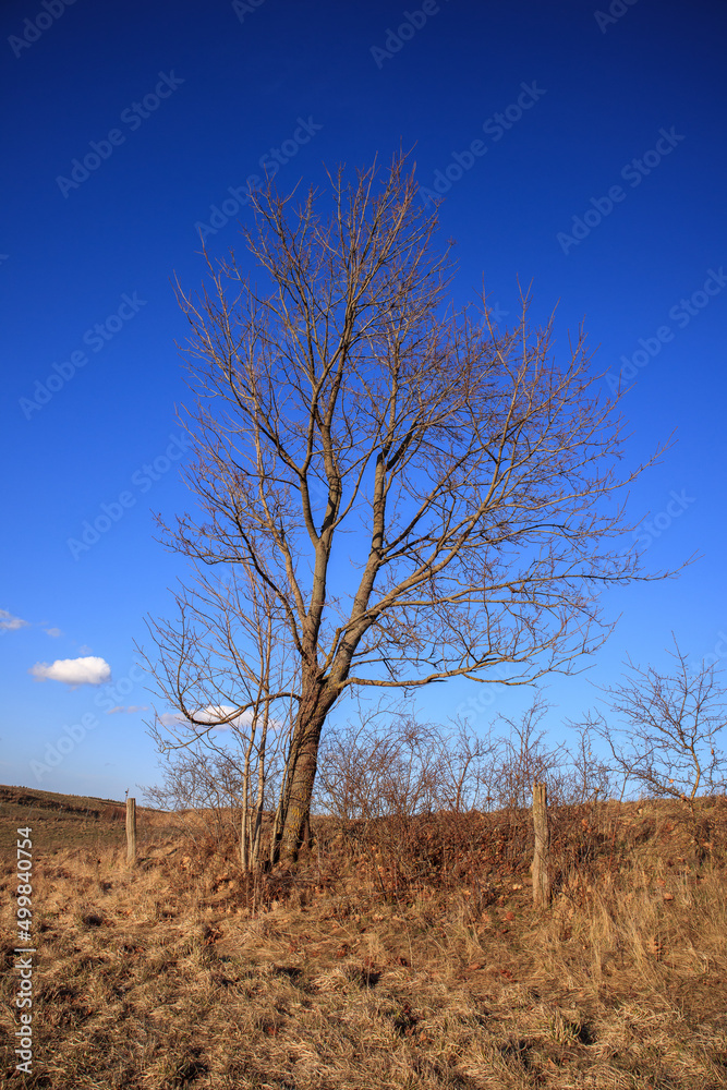 dead tree in the middle of nowhere dead tree in the middle of nowhere