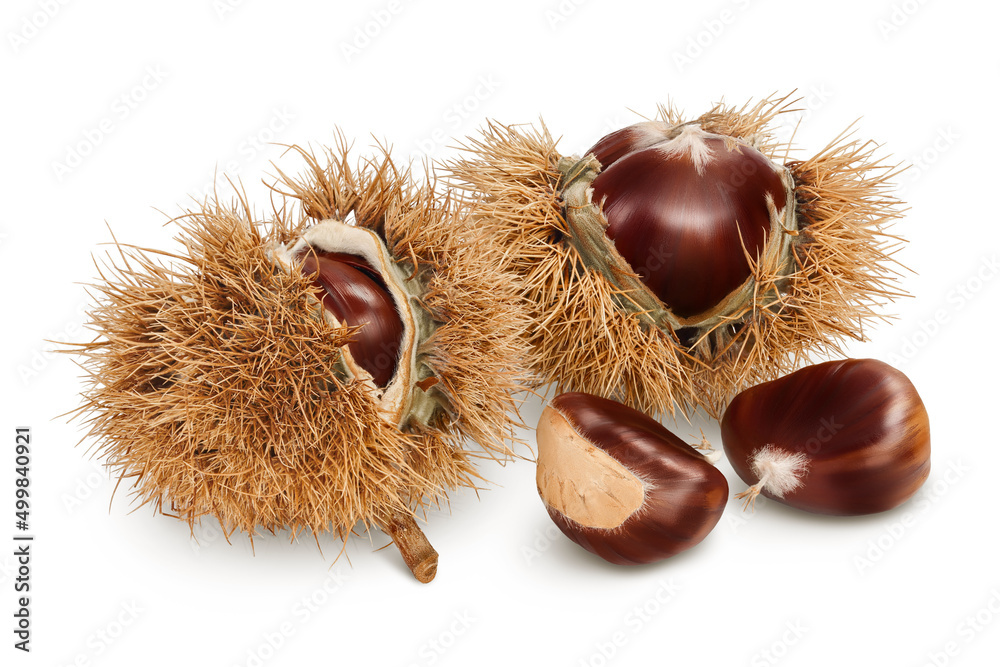 opened sweet chestnut in its spiky husk isolated on white opened sweet chestnut in its spiky husk isolated on white