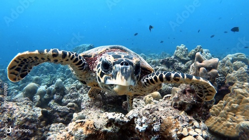 Meeresschildkröte im indischen Ozean auf den Malediven
