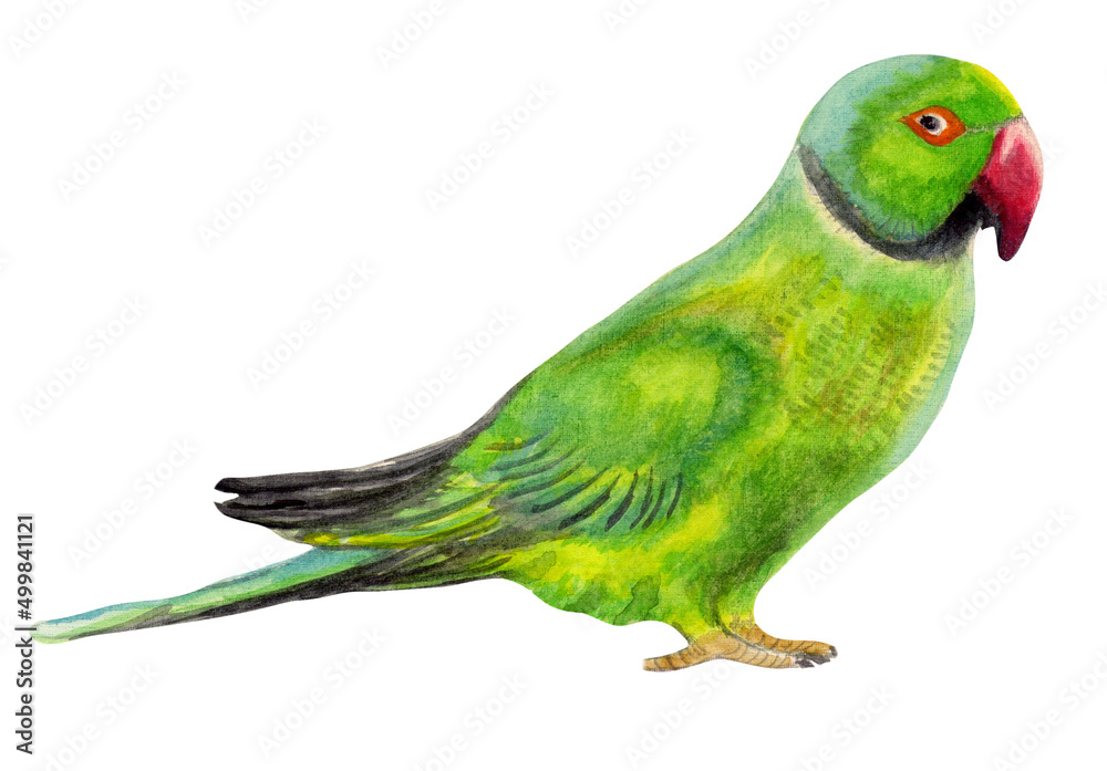 green necklace parrot with red beak watercolor drawing